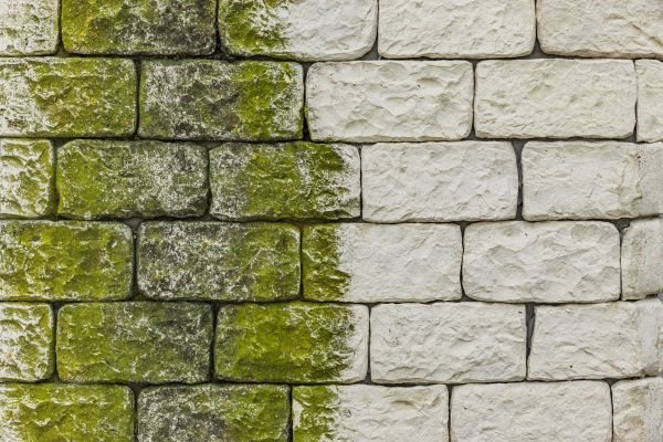 Wall Algae Removal